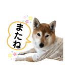柴犬ヒメと白猫ルル（個別スタンプ：9）