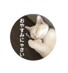 柴犬ヒメと白猫ルル（個別スタンプ：10）