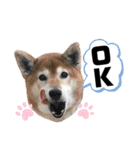 柴犬ヒメと白猫ルル（個別スタンプ：11）