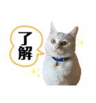 柴犬ヒメと白猫ルル（個別スタンプ：12）