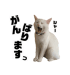 柴犬ヒメと白猫ルル（個別スタンプ：13）