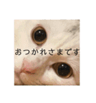 柴犬ヒメと白猫ルル（個別スタンプ：14）