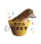 柴犬ヒメと白猫ルル（個別スタンプ：15）