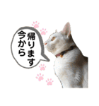 柴犬ヒメと白猫ルル（個別スタンプ：16）