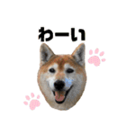 柴犬ヒメと白猫ルル（個別スタンプ：17）