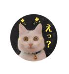柴犬ヒメと白猫ルル（個別スタンプ：18）