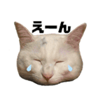 柴犬ヒメと白猫ルル（個別スタンプ：20）