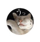 柴犬ヒメと白猫ルル（個別スタンプ：21）