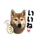 柴犬ヒメと白猫ルル（個別スタンプ：22）