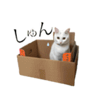 柴犬ヒメと白猫ルル（個別スタンプ：23）