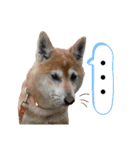 柴犬ヒメと白猫ルル（個別スタンプ：24）