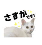 柴犬ヒメと白猫ルル（個別スタンプ：25）