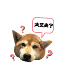 柴犬ヒメと白猫ルル（個別スタンプ：26）