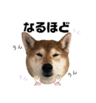 柴犬ヒメと白猫ルル（個別スタンプ：27）