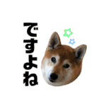 柴犬ヒメと白猫ルル（個別スタンプ：29）