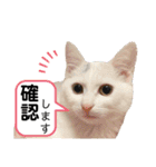 柴犬ヒメと白猫ルル（個別スタンプ：30）