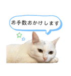 柴犬ヒメと白猫ルル（個別スタンプ：31）