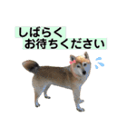 柴犬ヒメと白猫ルル（個別スタンプ：32）