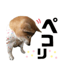 柴犬ヒメと白猫ルル（個別スタンプ：33）