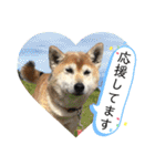 柴犬ヒメと白猫ルル（個別スタンプ：35）