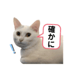 柴犬ヒメと白猫ルル（個別スタンプ：36）