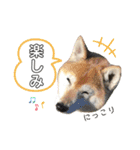 柴犬ヒメと白猫ルル（個別スタンプ：37）