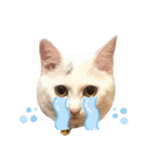 柴犬ヒメと白猫ルル（個別スタンプ：38）