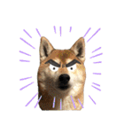 柴犬ヒメと白猫ルル（個別スタンプ：39）