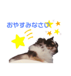 モカたん②（個別スタンプ：19）