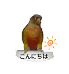 ウロコインコのういちゃん（個別スタンプ：2）