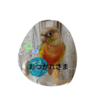 ウロコインコのういちゃん（個別スタンプ：5）