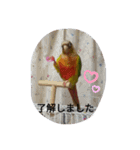 ウロコインコのういちゃん（個別スタンプ：6）
