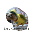 ウロコインコのういちゃん（個別スタンプ：8）