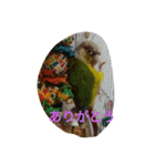 ウロコインコのういちゃん（個別スタンプ：9）