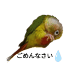 ウロコインコのういちゃん（個別スタンプ：10）