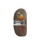 ウロコインコのういちゃん（個別スタンプ：12）
