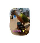 ウロコインコのういちゃん（個別スタンプ：14）