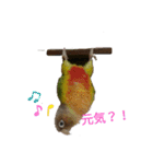 ウロコインコのういちゃん（個別スタンプ：15）