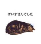 かわいいべいべー（個別スタンプ：17）