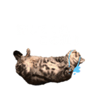 かわいいべいべー（個別スタンプ：18）