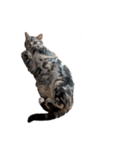 かわいいべいべー（個別スタンプ：20）