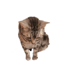 かわいいべいべー（個別スタンプ：37）