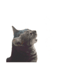 かわいいべいべー（個別スタンプ：40）