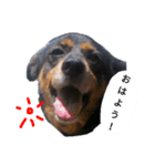 ガウガウ！モモちゃんスタンプ（個別スタンプ：1）