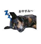 ガウガウ！モモちゃんスタンプ（個別スタンプ：3）