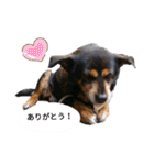 ガウガウ！モモちゃんスタンプ（個別スタンプ：5）
