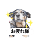 ガウガウ！モモちゃんスタンプ（個別スタンプ：7）