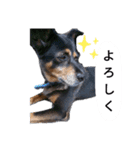 ガウガウ！モモちゃんスタンプ（個別スタンプ：8）