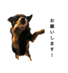 ガウガウ！モモちゃんスタンプ（個別スタンプ：9）