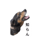 ガウガウ！モモちゃんスタンプ（個別スタンプ：10）